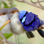 Splendid-fairy-wren birdnut.wordpress